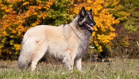 Belgian Tervuren Dog Breed Profile Top Dog Tips