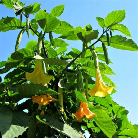 How To Grow Angels Trumpet Tips For Growing Brugmansia