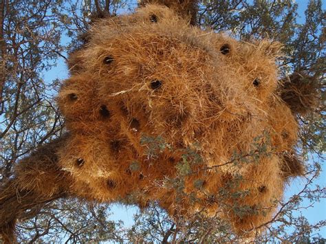 muyinteresante Los nidos más asombrosos del mundo animal