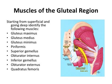 The gluteus maximus, gluteus medius and gluteus minimus. Lower Limb 2 Gluteal Area