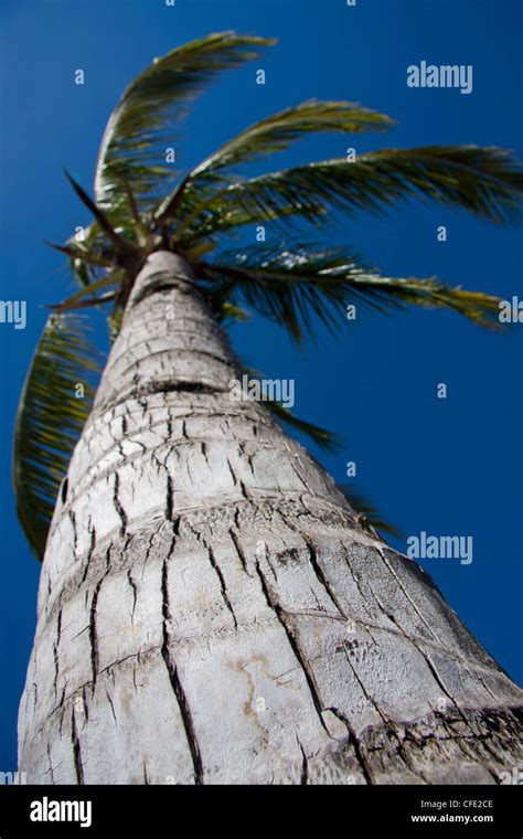 Close Up Of The Trunk Of A Coconut Palm Tree Viti Levu Fiji Stock