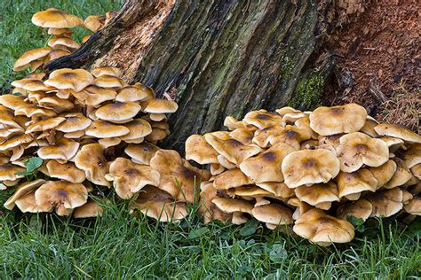 Wood Decay Fungus Alchetron The Free Social Encyclopedia