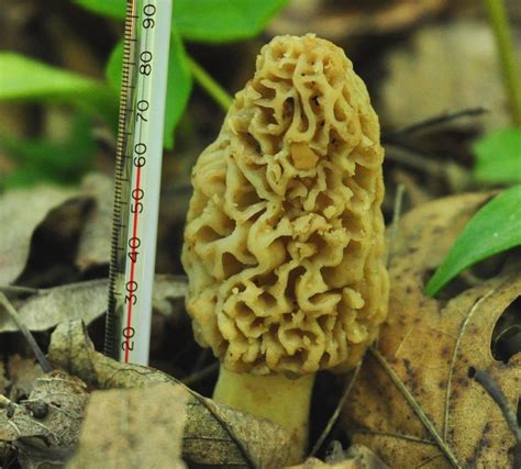 Time Is Everything When Hunting For Morels Features