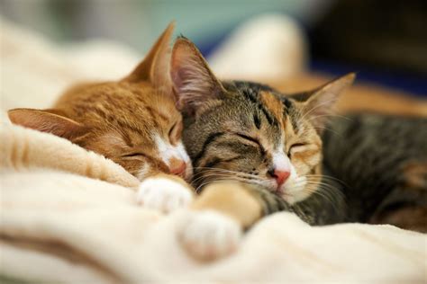 Why Do Cats Sleep So Much Reasons You Need To Know