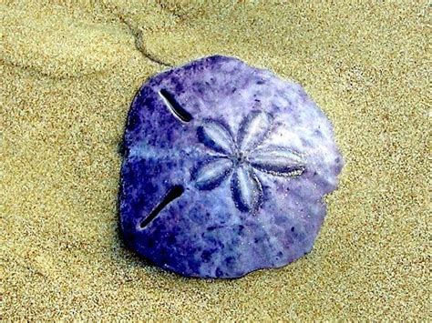 Sand Dollar Ocean Treasures Memorial Library