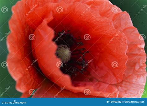 Close Up Of Red Papaver Rhoeas Red Poppy Flower Macro Photography Of