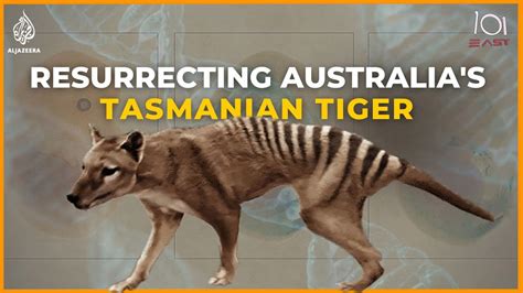 Top 10 Facts About The Tasmanian Tigers That You Need To Know About