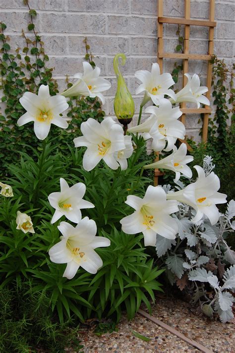 Plant Easter Lilies Outside For Yearly Blossums That Smell Fantastic