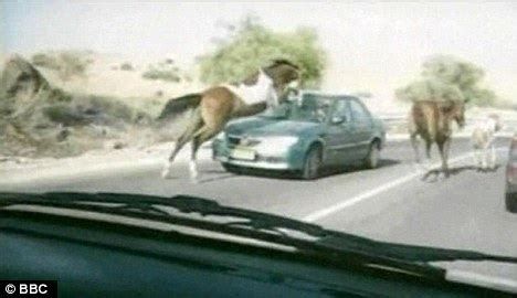 The first method is by car battery jump starters. Pictured: The horse who tried to jump over a car - but ...