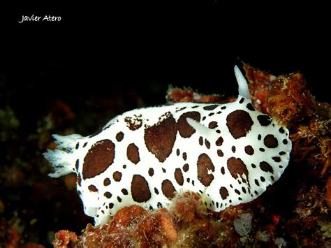 25 Fascinating Sea Slugs That You Wont Believe Exist Mutually