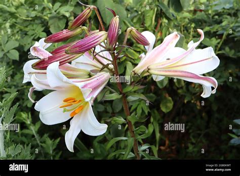 Lilium Regale Flowers Royal Lily Strongly Scented Large White Trumpet