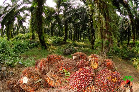 As far as 5000 years, human stated to use palm oils. Poor rainfall raise concerns over oil-palm fruit yields ...