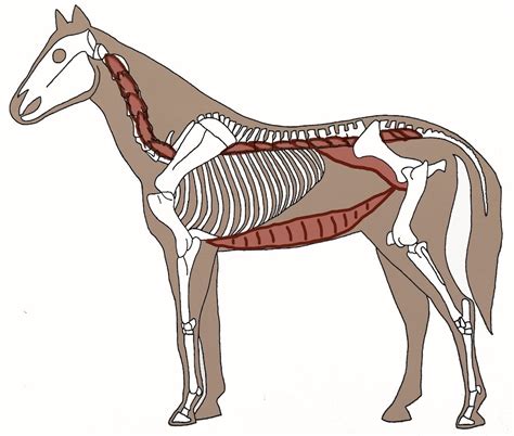 Is The Belly Lift Exercise Always A Good Idea — The Functional Horse
