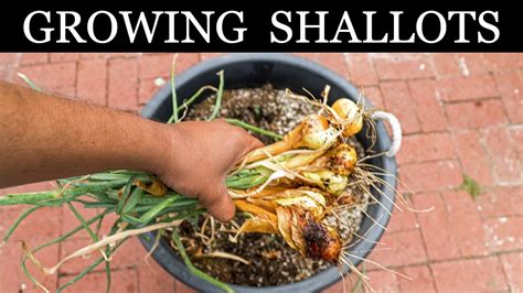 How To Grow Shallots Growing Shallots In Containers A Complete
