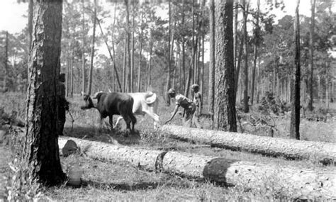 Restoring Longleaf Pines Keystone Of Once Vast Ecosystems