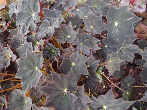 Bahan tumis daun ubi : LI NA HERBS: April 2013