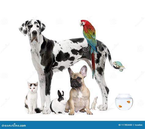 Group Of Pets In Front Of White Background Stock Photo Image Of