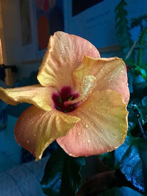 Do You Still Have Hibiscus In Bloom In Fall Flowers Apartment