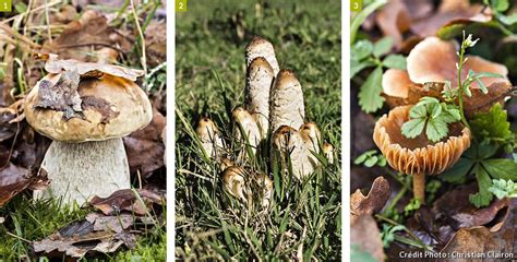 9 champignons comestibles à cueillir sans crainte | Champignon comestible, Champignon ...