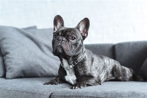 All you ever wanted to know about french bulldogs one place. French Bulldog Lifespan: Everything You Should Know ...