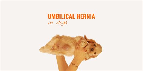 Puppies Umbilical Hernia Dogs