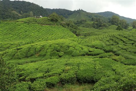 No idea where to travel to this year? Cameron Highlands | Température fraîche, thé et fraises ...