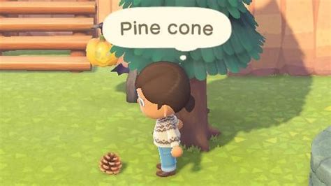 How To Get Pine Cones Acnh