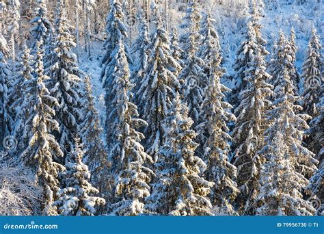 Evergreen Forests In Winter Stock Photo Image Of Frost Calm 79956730