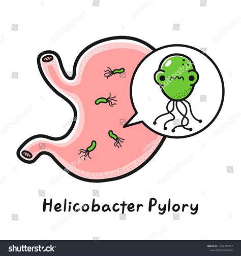 Human Stomach Organ Helicobacter Pylori Bacteria Image Vectorielle De