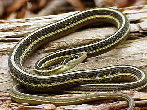 Eastern Ribbon Snake Thamnophis Sauritus Sauritus Reptile