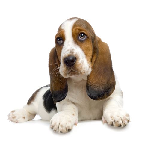 Basset Hound Puppy Pictures Information Puppy Pictures And Information