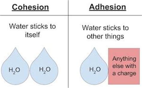 Cohesive force describes the attraction between molecules of the same substance. Cohesion And Adhesion Of Water - Water Ionizer