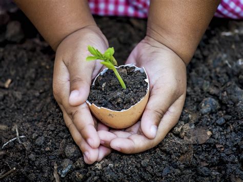 From Seed To Plant Scholastic