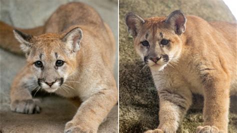 5 Month Old Cougar Cubs Shasta Vii And Louie Make Public Debut At
