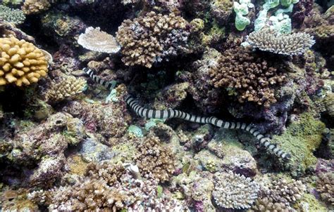 It is found in most of the warm wāters of the western pacific ocean. Black-banded Sea Krait - "OCEAN TREASURES" Memorial Library