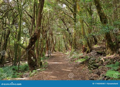 Evergreen Rainforest In Garajonay National Park Stock Photo Image Of
