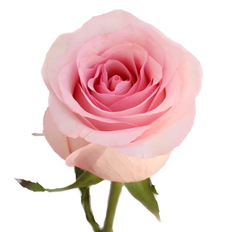 Fresh Roses For Your Wedding Or Special Event This Charming Pink Rose