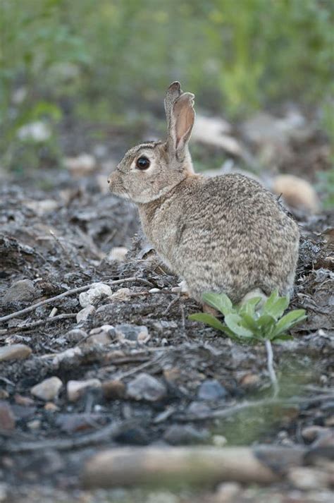 Rabbit Portrait In The Natural Habitateuropean Rabbit Oryctolagus