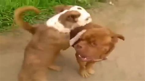 Dogs Mating Up Close And Get Stuck Funny Animals Mating Compilation