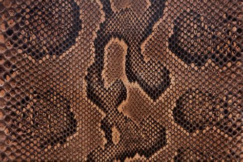 Snake Leather Texture Stock Photos Image 14568043