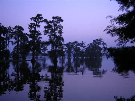 Visiting Lake Martin Swamp In Louisiana