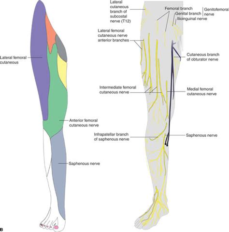 Lateral Femoral Cutaneous Nerve Dermatome