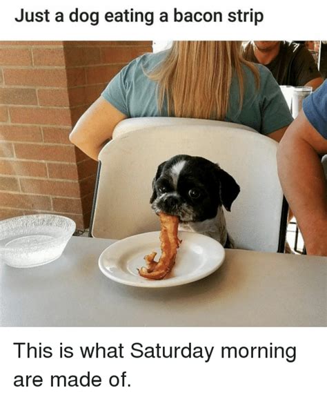 Top 29 Eating Meme Funny Animal Pictures Funny Animals Funny Animal