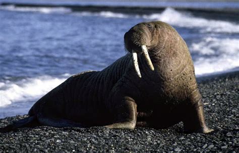 Walrus The Biggest Animals Kingdom