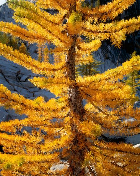 Larch Tree Closeup Stock Image C0065128 Science Photo Library