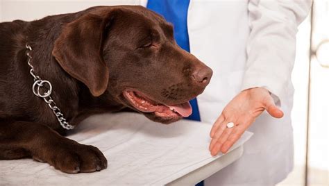 related natural treatment of cancer in dogs #2 protect the liver. Prednisone And Prednisolone For Dogs: Uses, Dosage, And ...