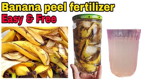 How To Make Banana Peel Fertilizer At Home Quickeasy And Free Banana