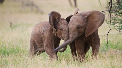 Samburu Elephants Bing Wallpaper Download
