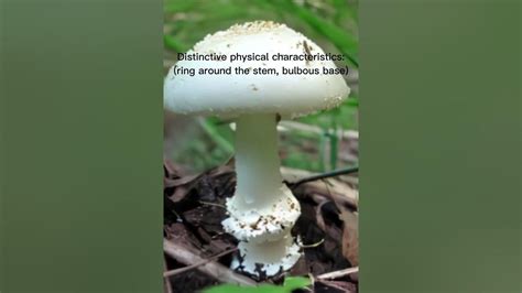 How To Identify Poisonous Mushrooms Youtube
