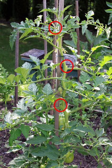 Stake And Prune Your Beefsteaks Blog Dilisos Fine Foods Pruning
